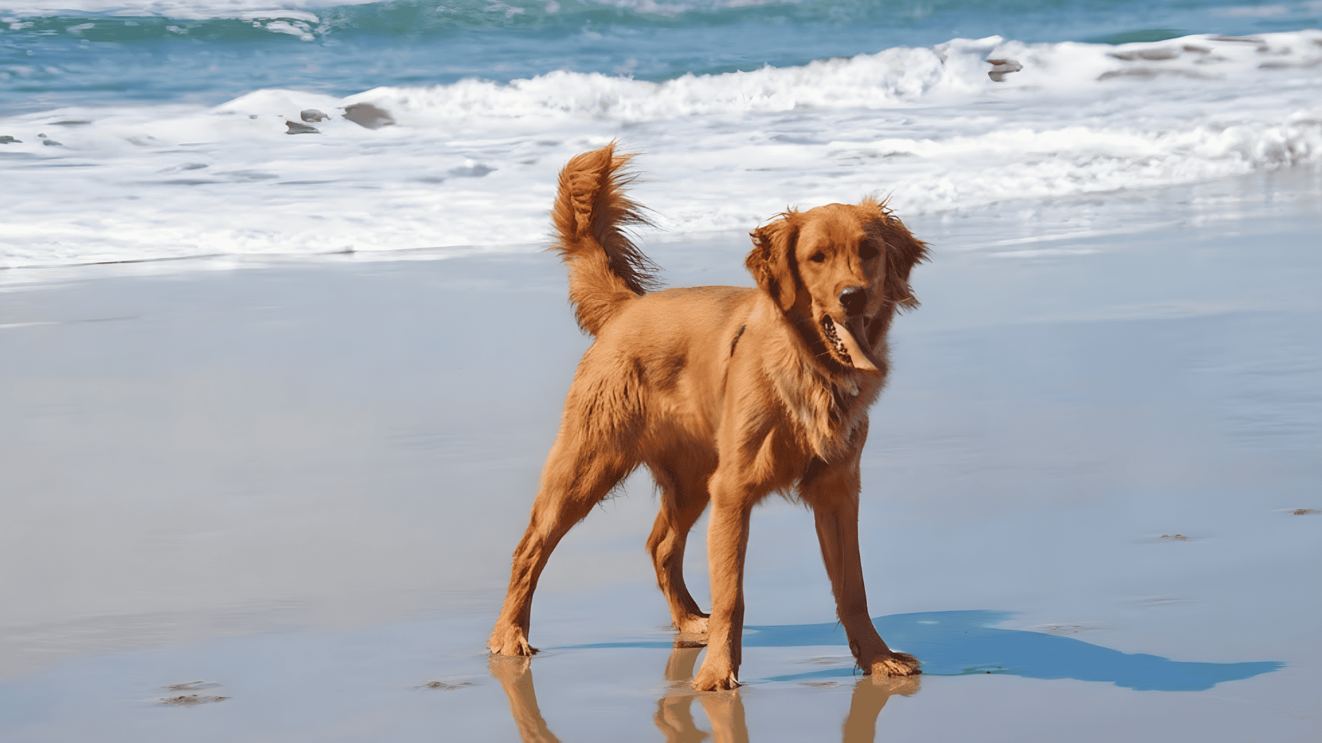 types-of-golden-retrievers-canadian-golden-retriever