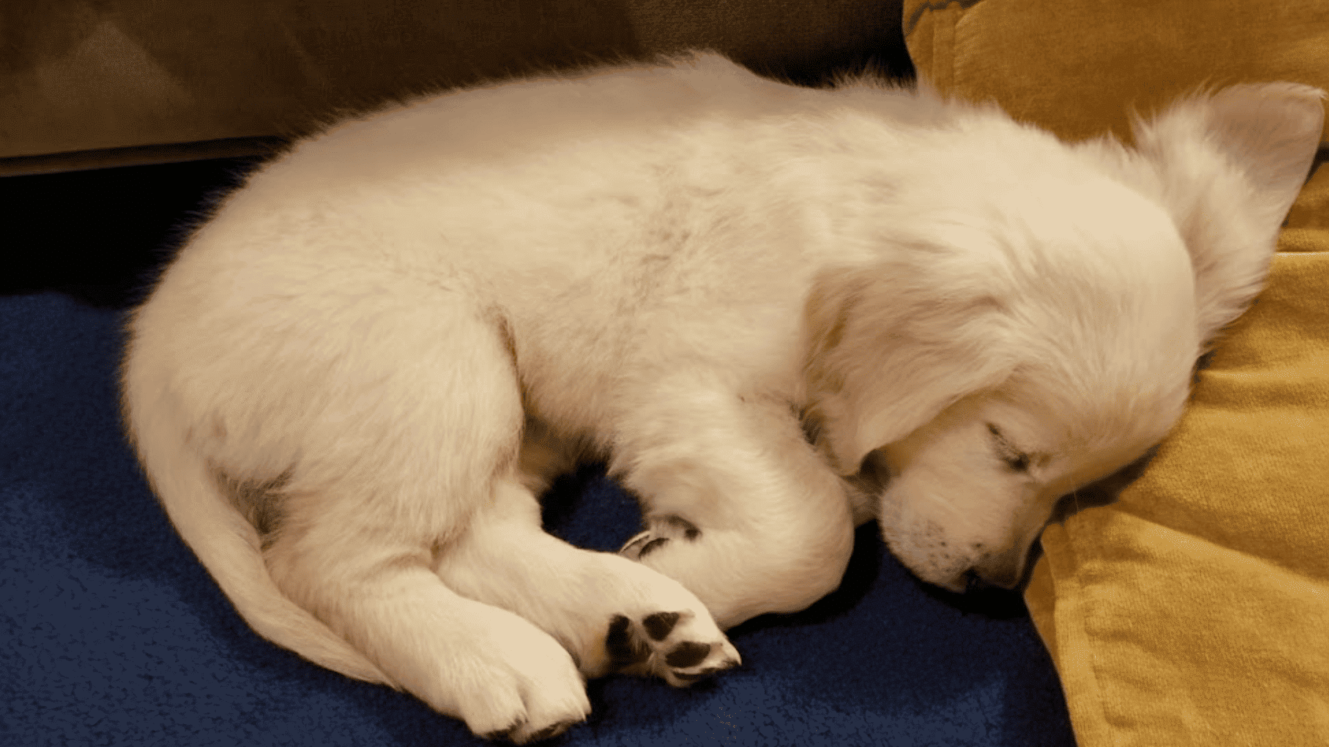 types-of-golden-retrievers-english-golden-retriever