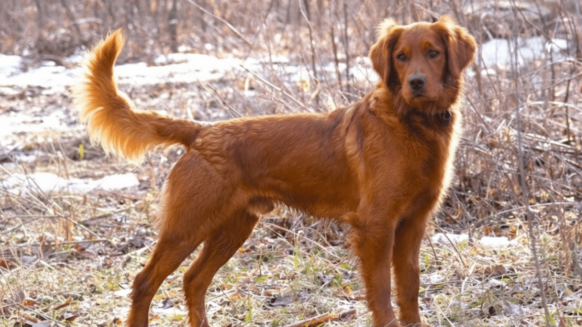 types-of-golden-retrievers-field-bred-golden-retriever
