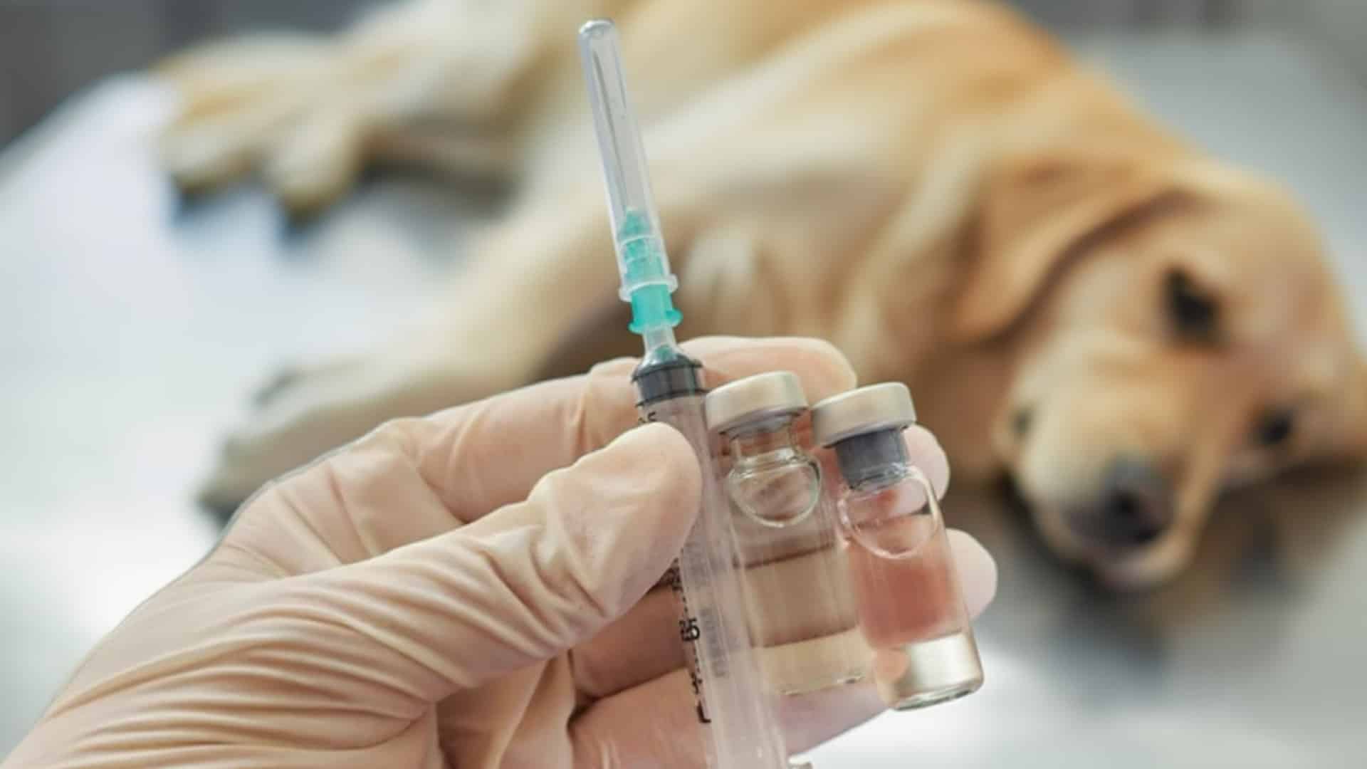 understanding-core-vs-non-core-vaccines