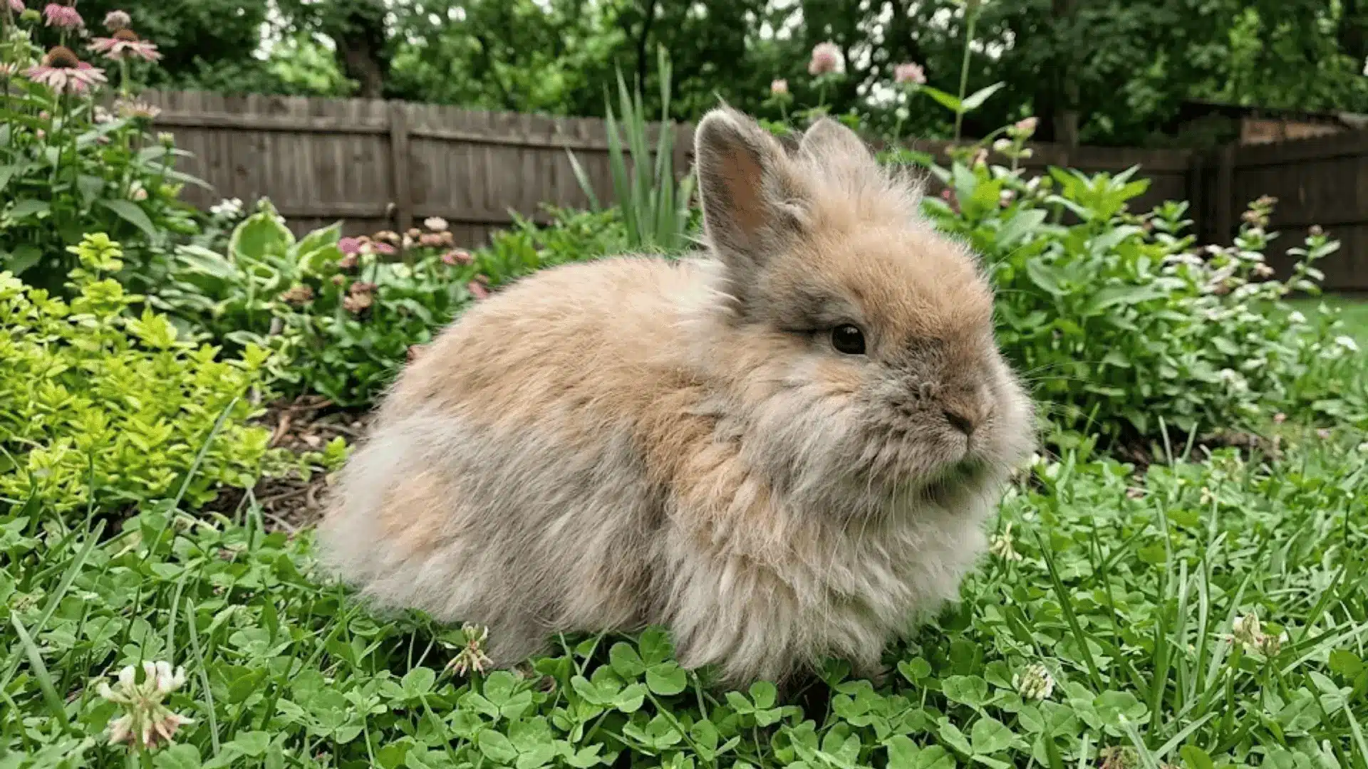 very fluffy, long-haired Jersey Wooly rabbit sitting in a green backyard garden