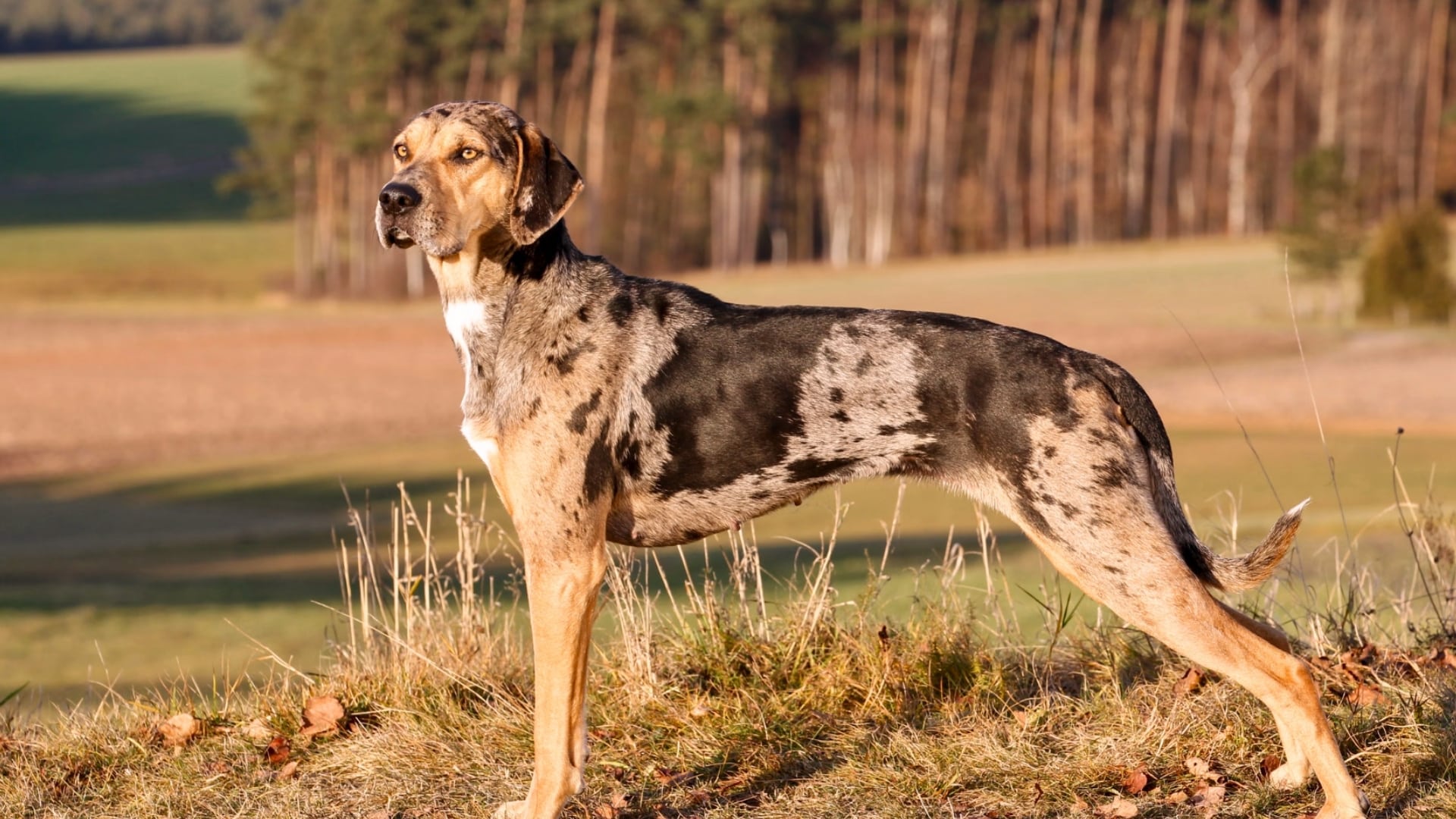 what-makes-the-catahoula-leopard-dog-special