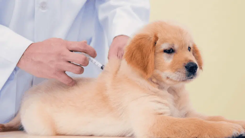 what vaccines do puppies need