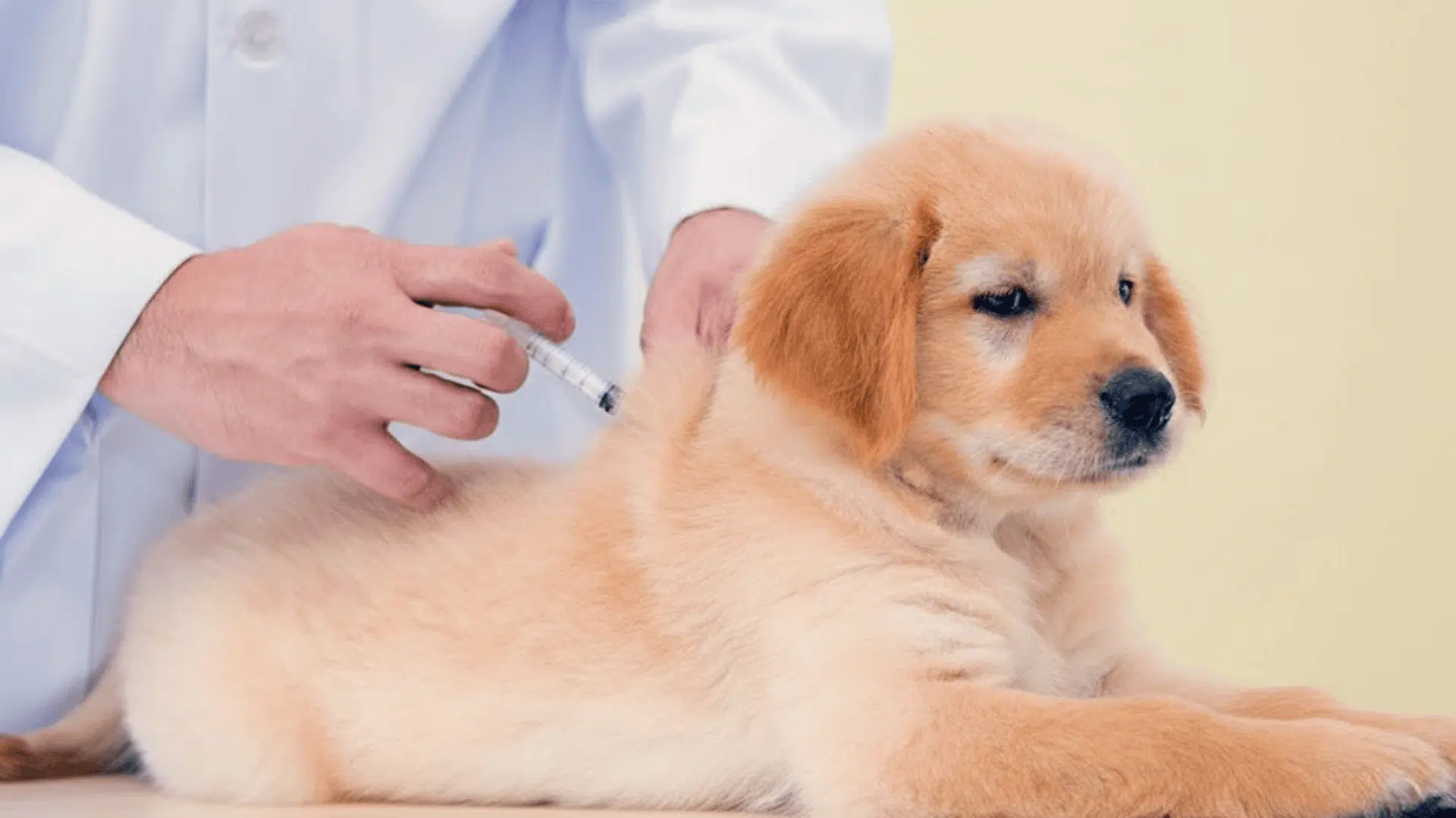 what vaccines do puppies need