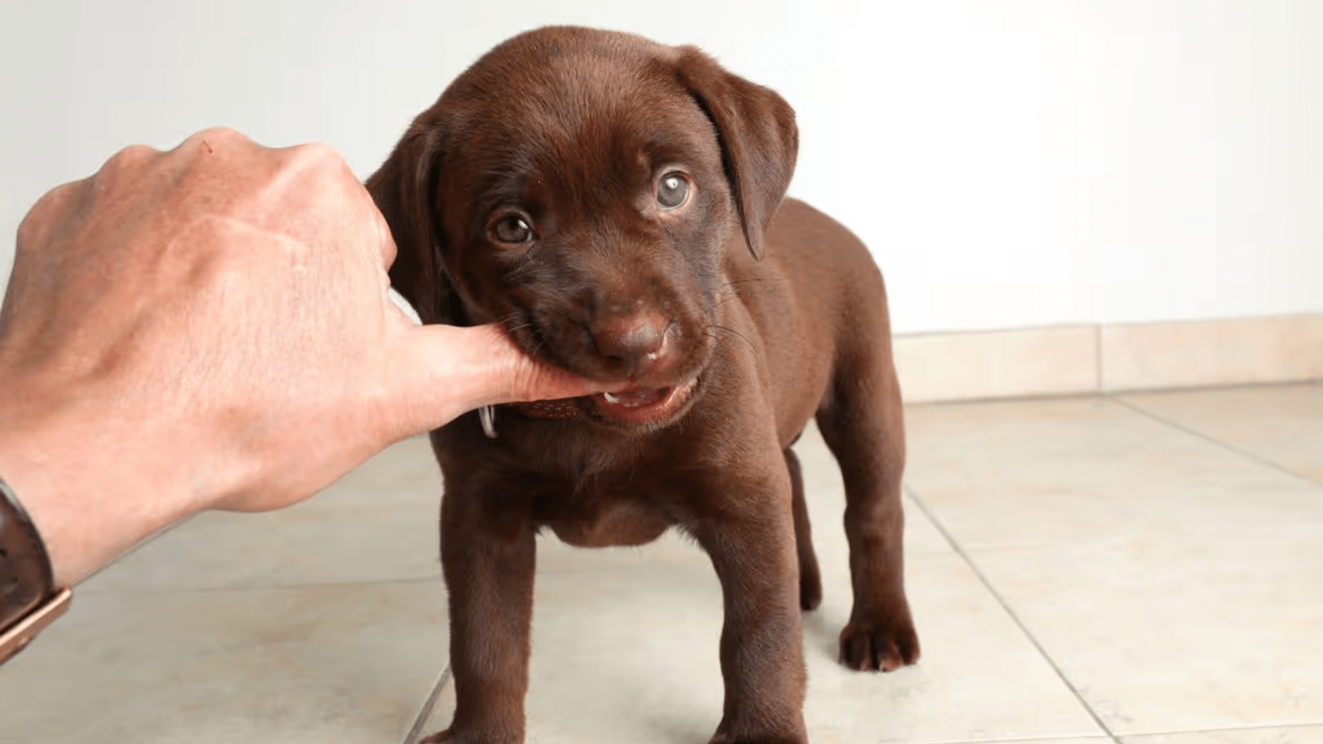 when do puppies stop teething