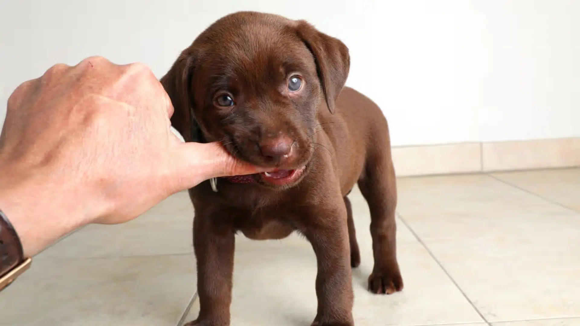 when do puppies stop teething