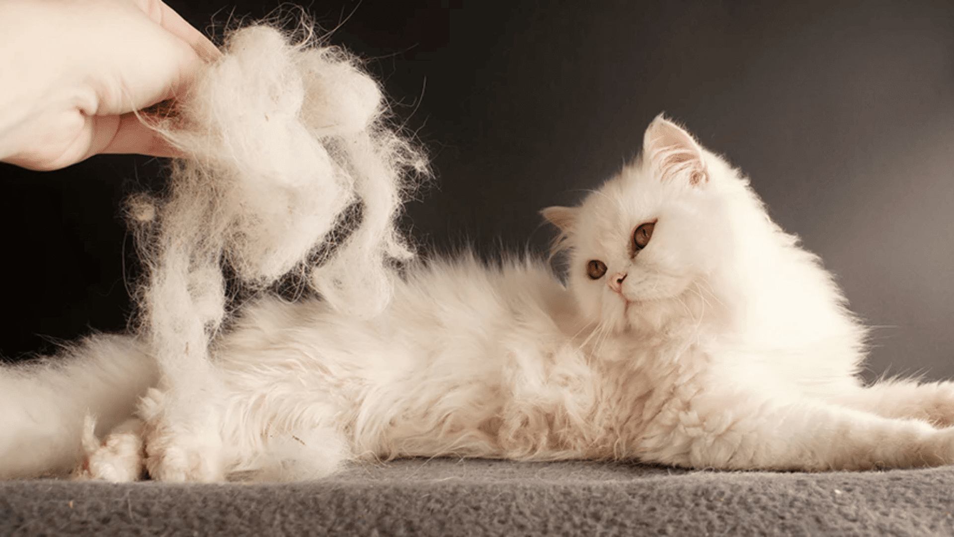 when to be concerned about your cats shedding