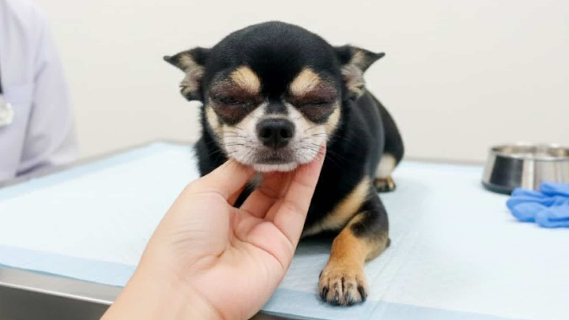 when-you-should-contact-a-veterinarian