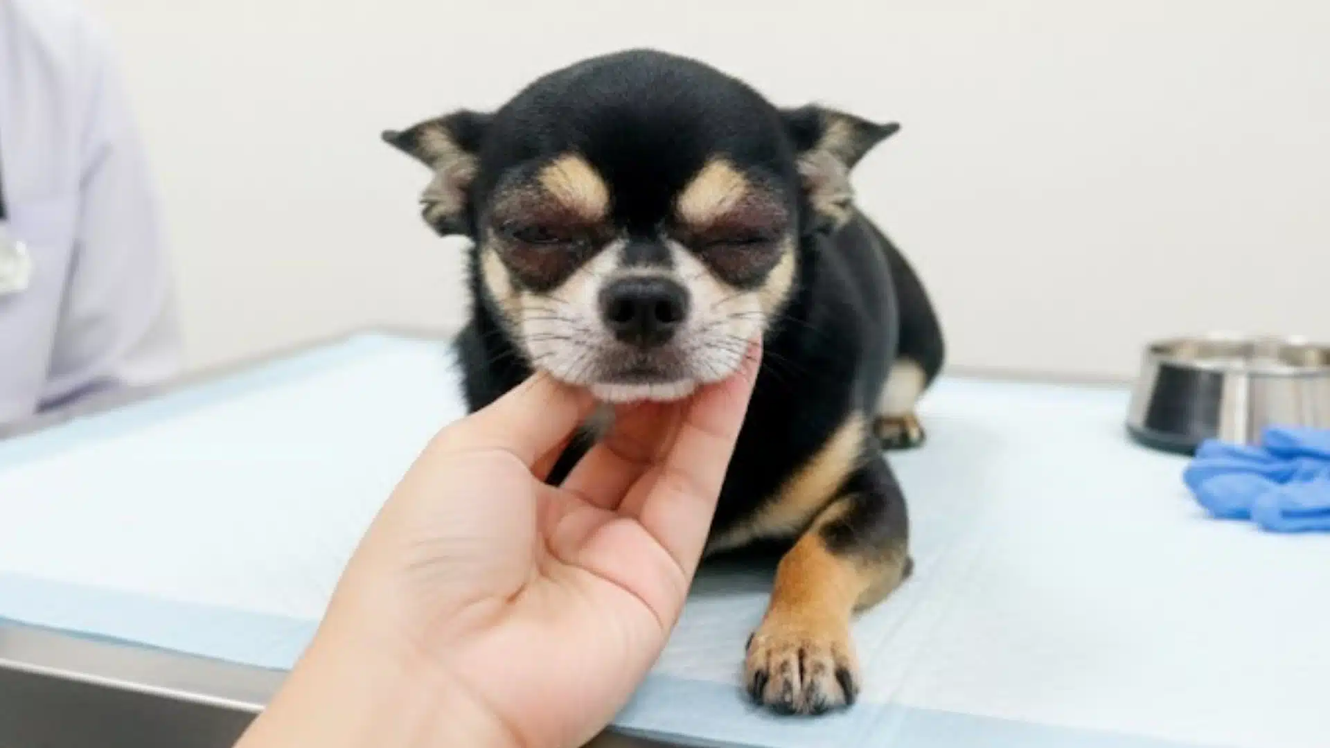 when-you-should-contact-a-veterinarian