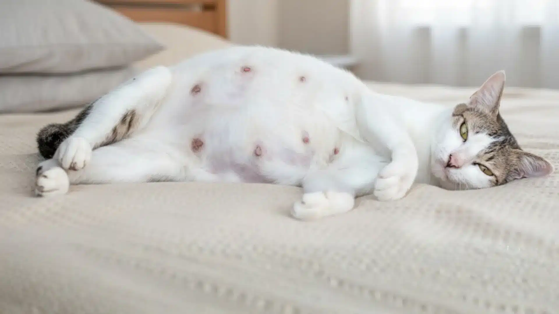 white pregnant cat laying down on a bed
