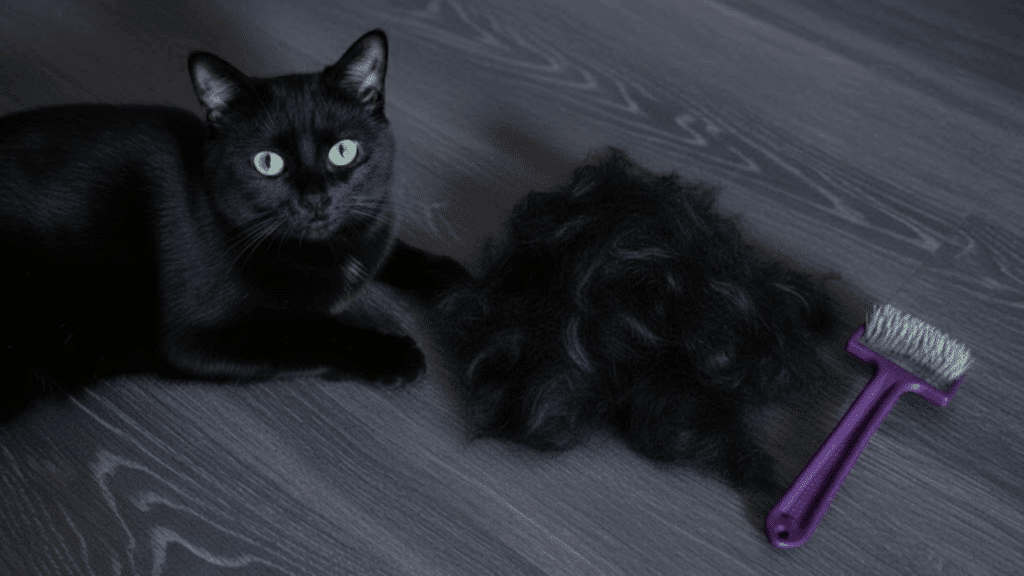 why is my cat shedding so much