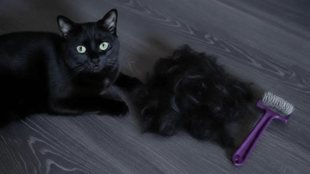 why is my cat shedding so much