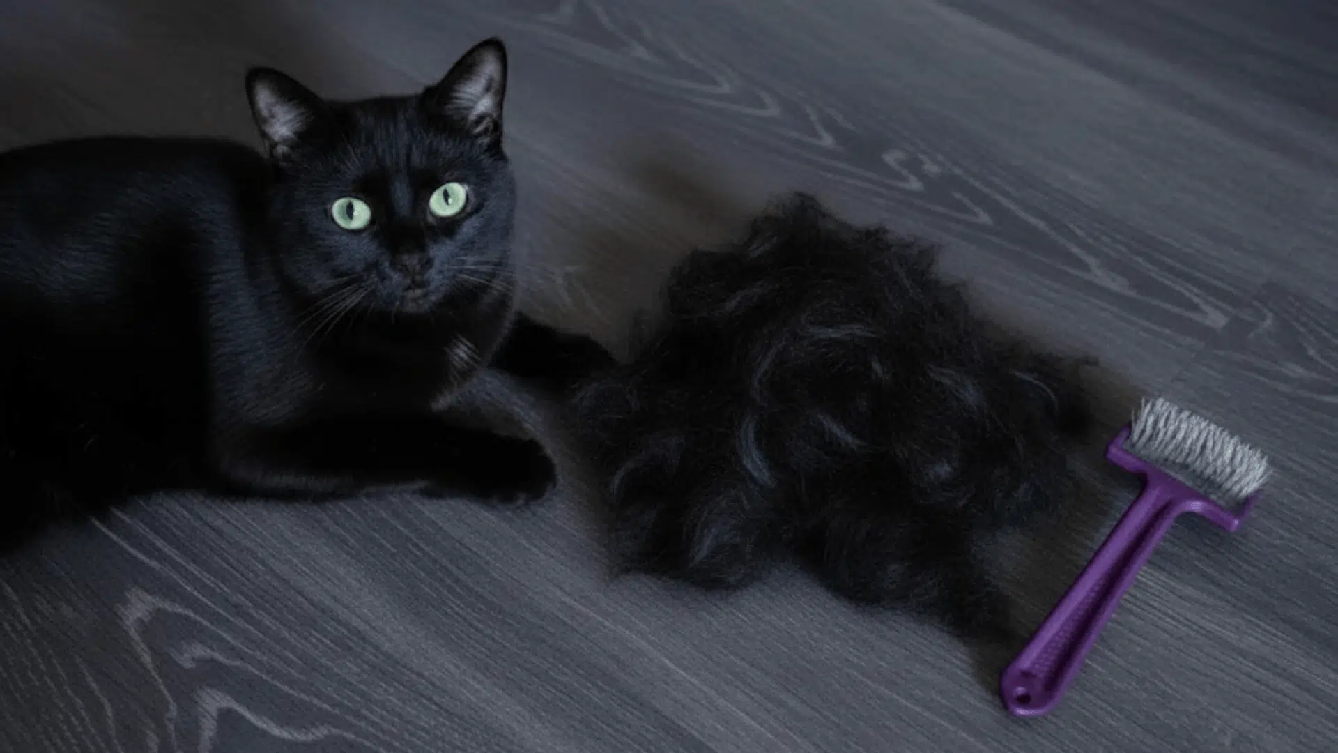 why is my cat shedding so much