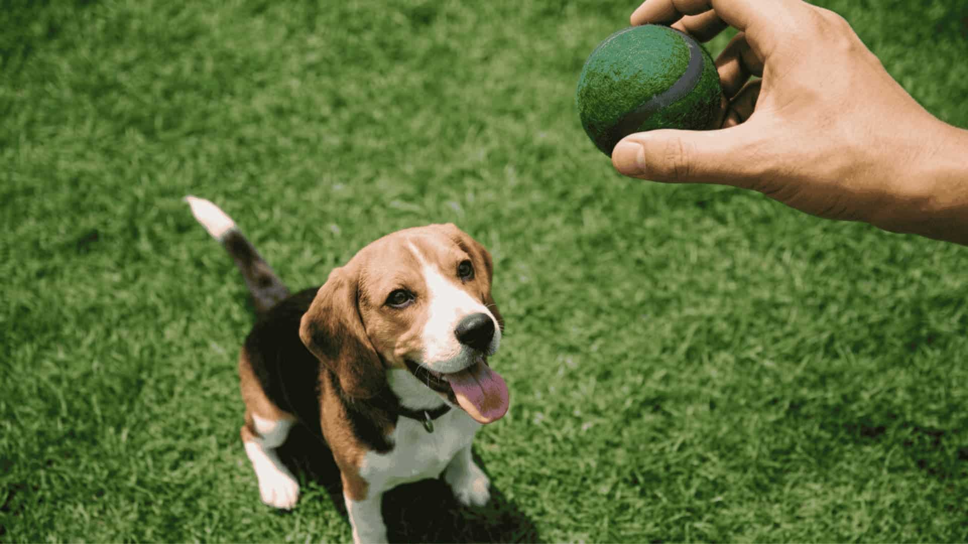 A beagle puppy sitting on grass, looking up at a person holding a green tennis ball with a clear, focused hand