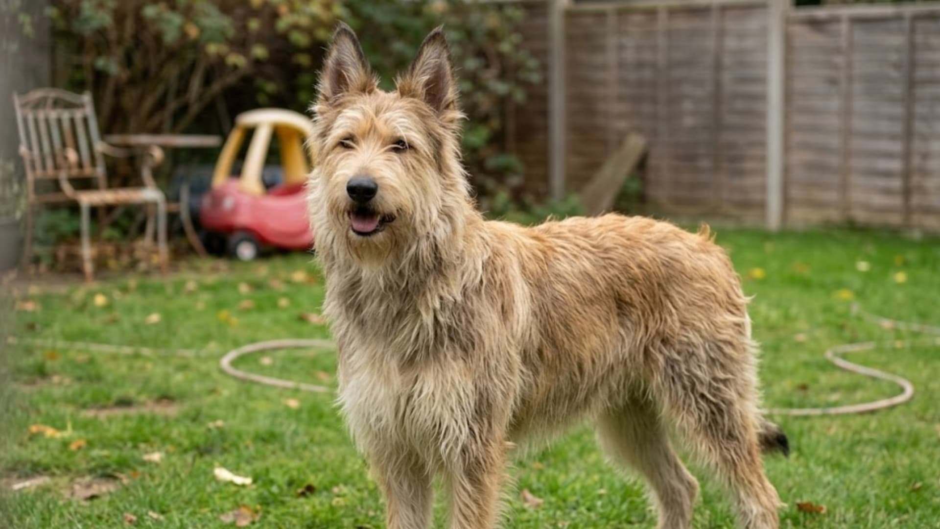 A Berger Picard dog sits in a green lawn with its tail curled over its back