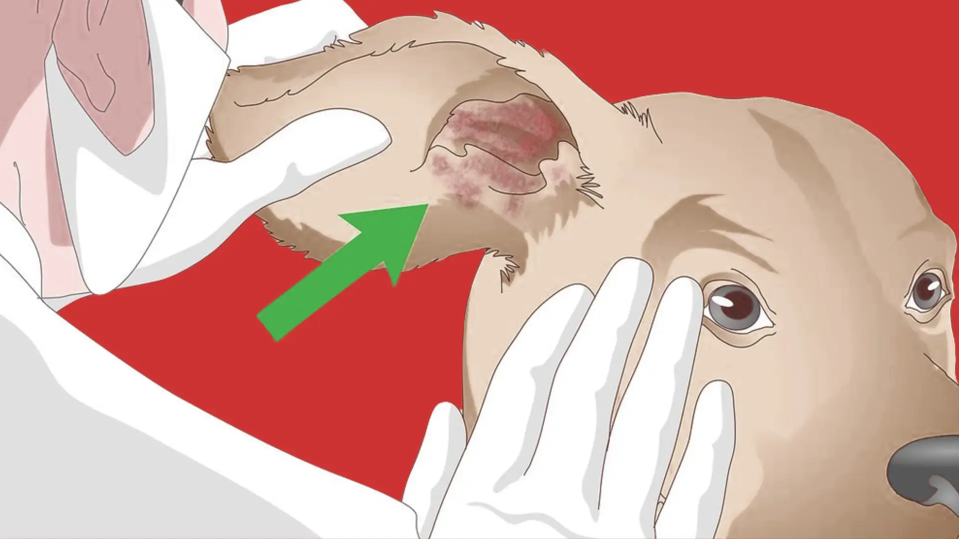 _A close up shot of dog's ear being checked up by the doctor