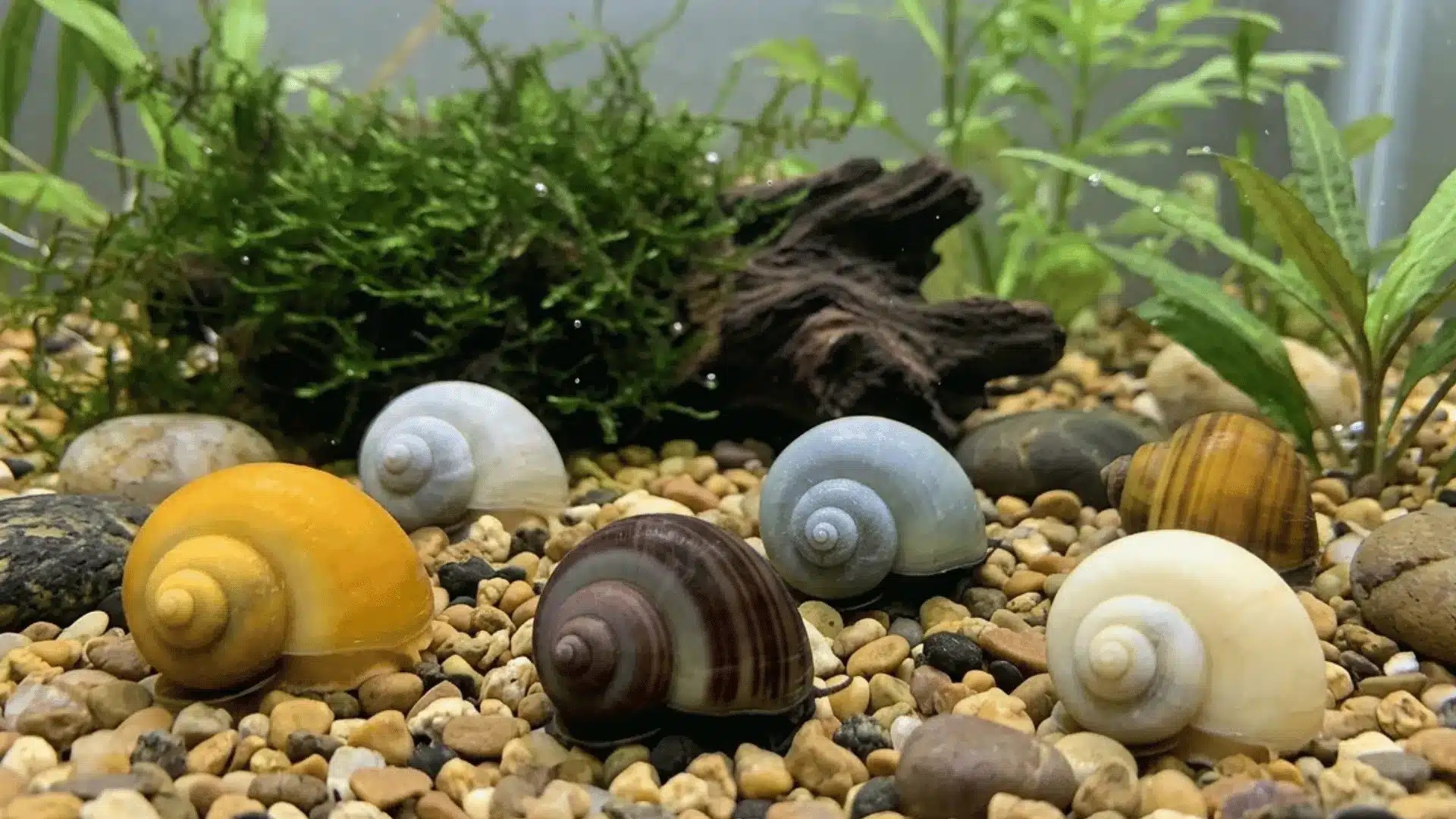 A colorful assortment of mystery snails arranged on natural river gravel in a planted freshwater aquarium with driftwood