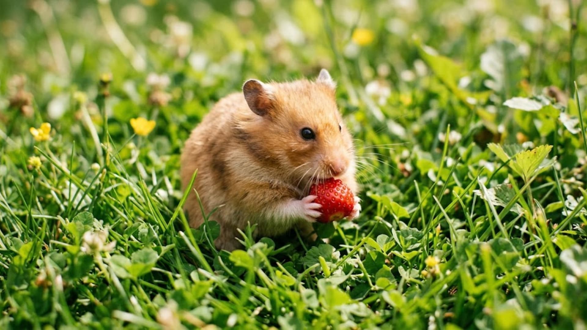 A cute golden hamster sitting in fresh green grass outdoors, holding and nibbling on a ripe red strawberry, natural sunlight