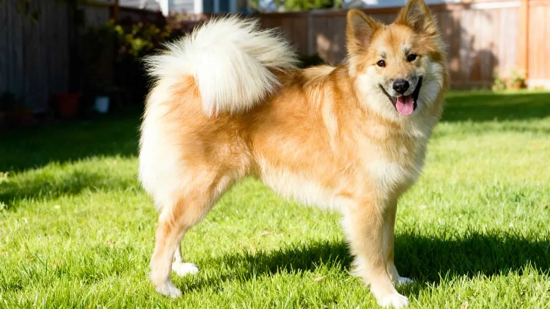 A fluffy, tan-colored Icelandic Sheepdog stands on a green lawn with its tail curled over its back