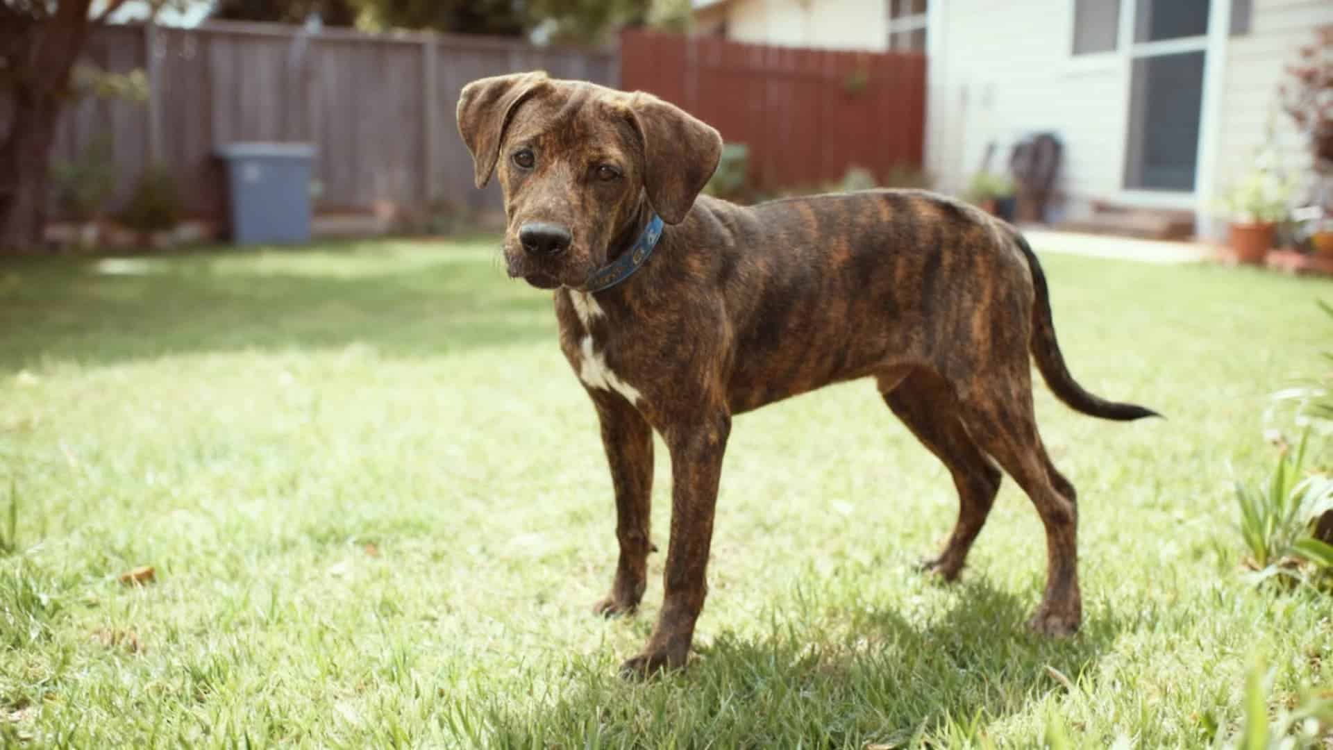 A Plott Hound stands in a green lawn with its tail curled over its back