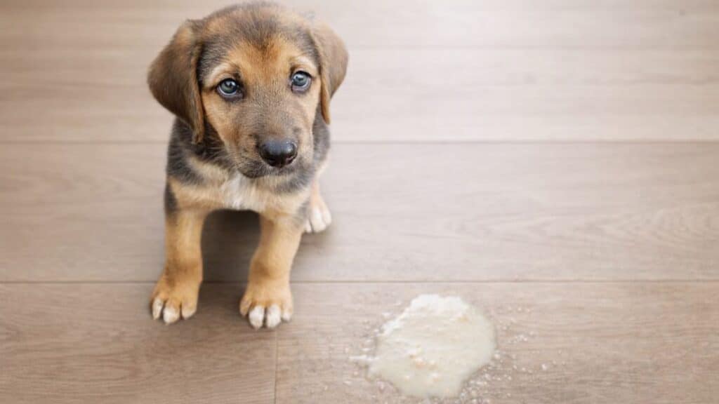 A puppy sitting next to dog vomiting white foam.