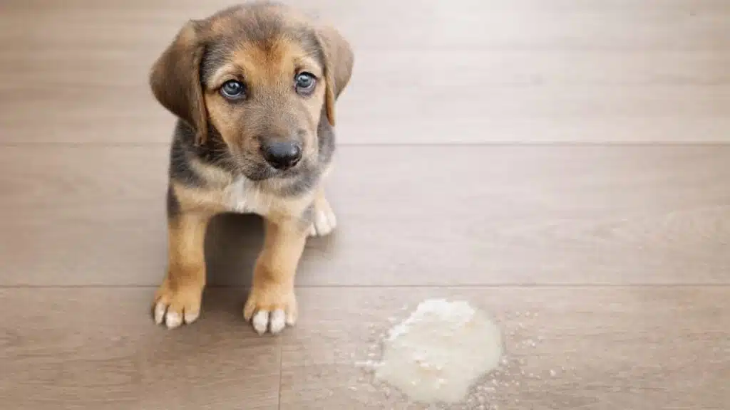 A puppy sitting next to dog vomiting white foam.