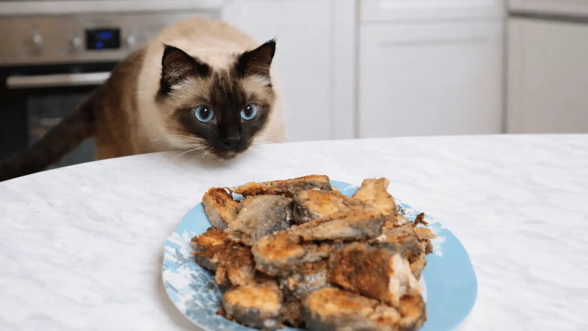 A Siamese cat peeks over a white kitchen counter at a blue plate piled with pieces of cooked fish.