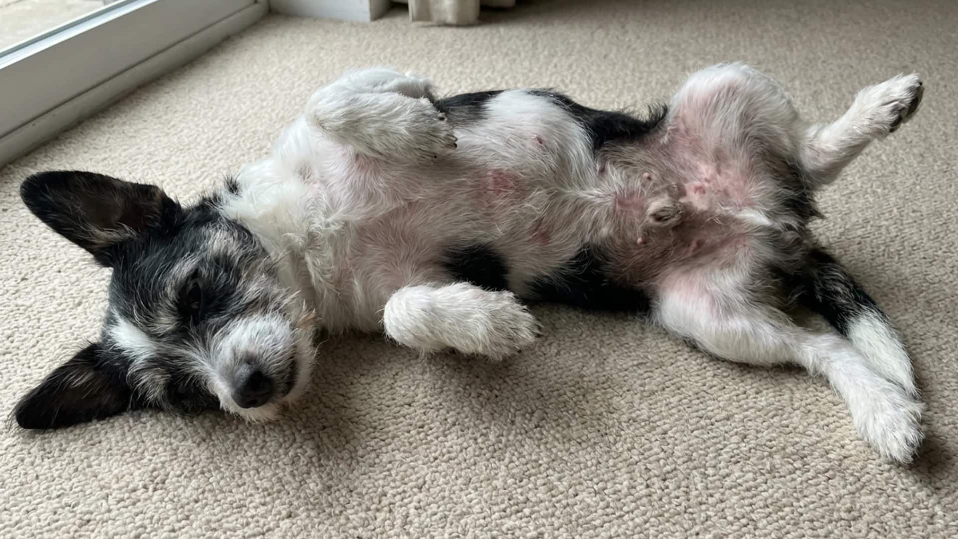 A small black and white dog lying on its back on a beige carpet, relaxed posture with legs slightly curled and stretched