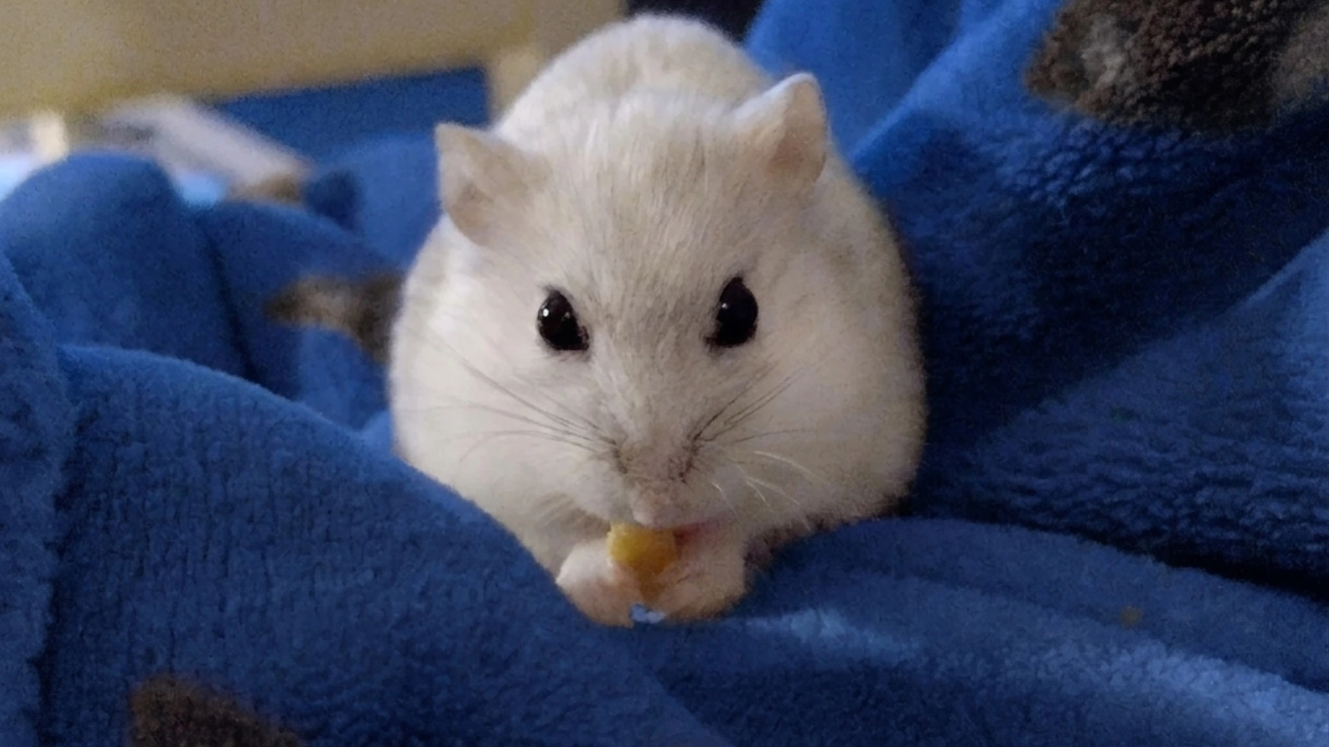 A white hamster nibbles a small cube of cheese while nestled in a soft blue fleece blanket with black fox patterns