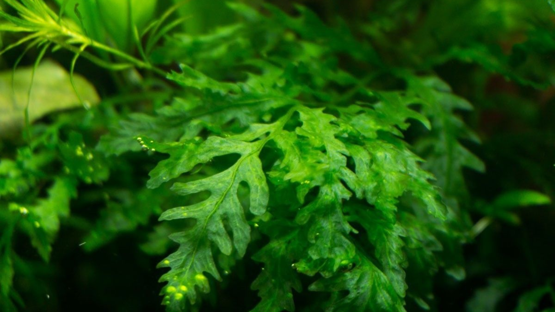 African Water Fern (Bolbitis Heudelotii)