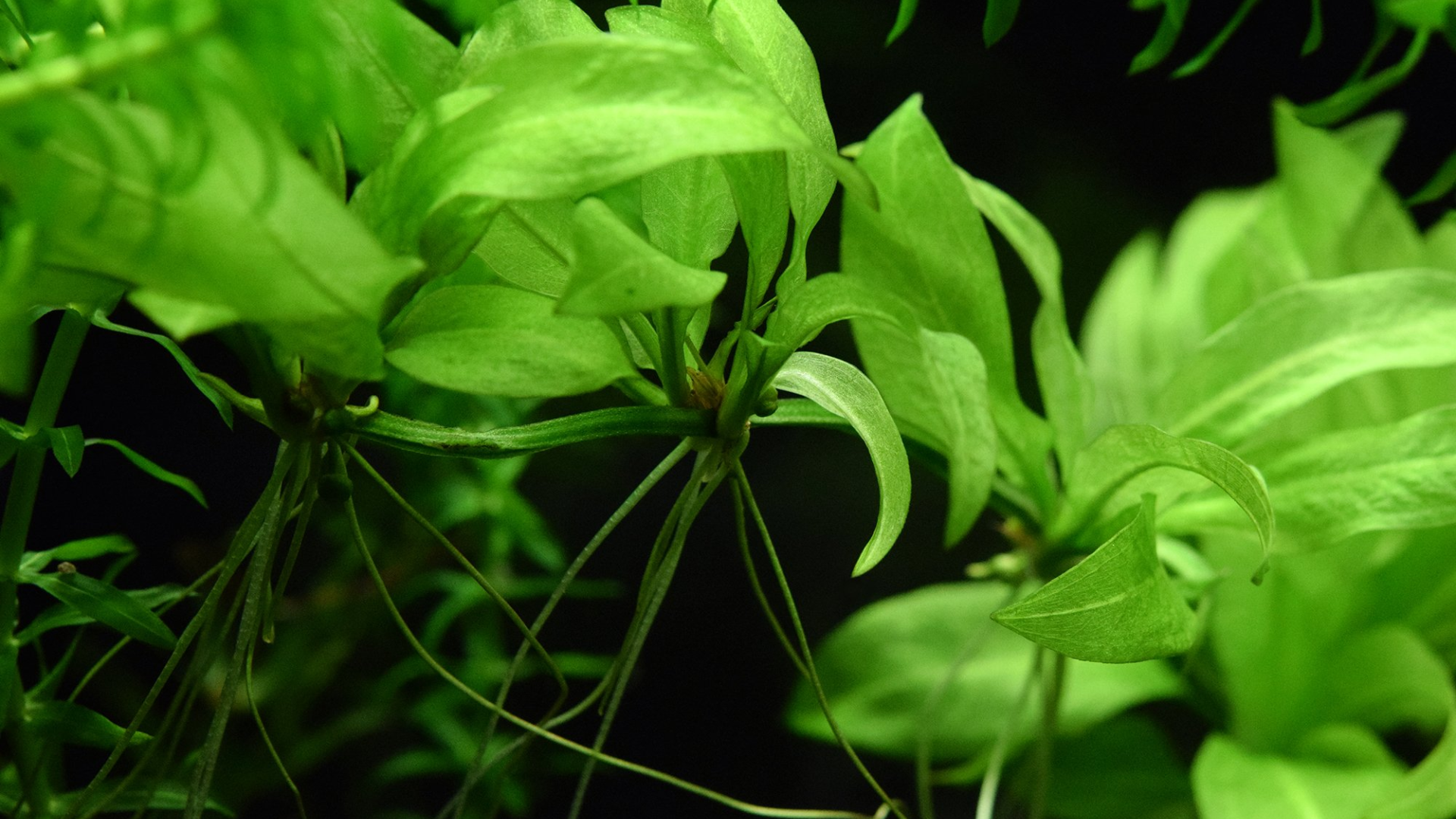 Amazon Sword (Echinodorus Amazonicus)