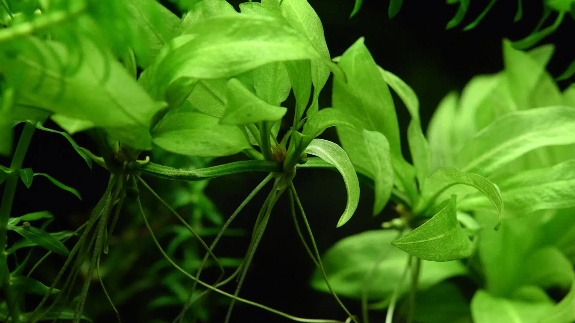 Amazon Sword (Echinodorus Amazonicus)
