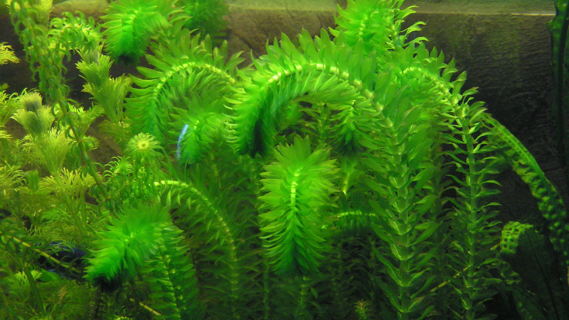 Anacharis (Elodea Densa)