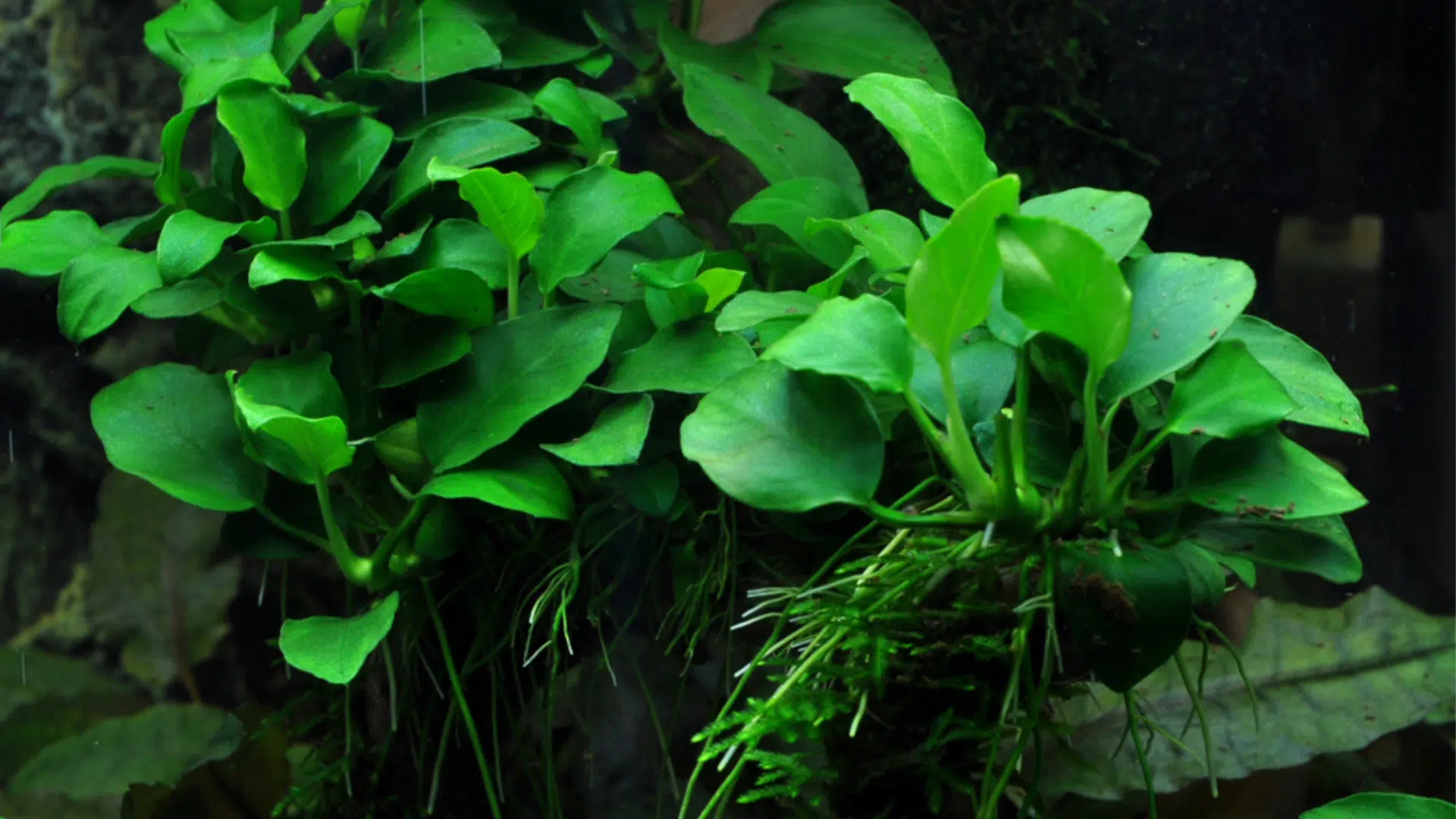 Anubias Barteri