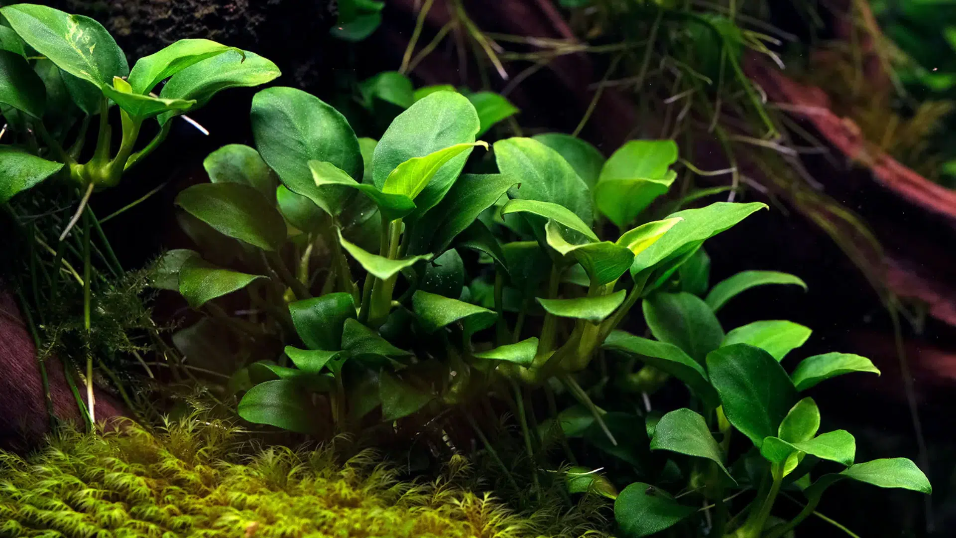 Anubias Nana