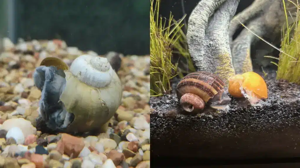 Aquarium snails on gravel, one with damaged shell and another near broken orange snail shell close-up
