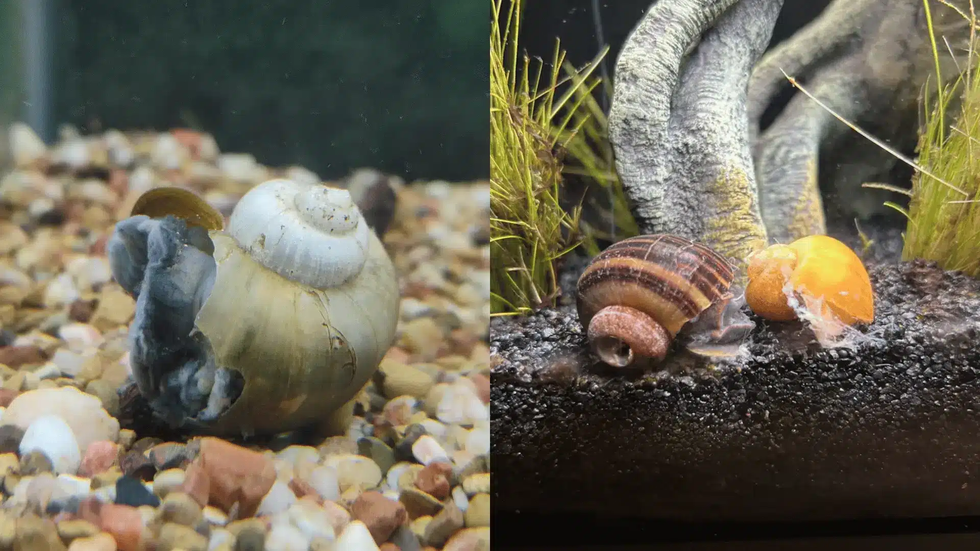 Aquarium snails on gravel, one with damaged shell and another near broken orange snail shell close-up