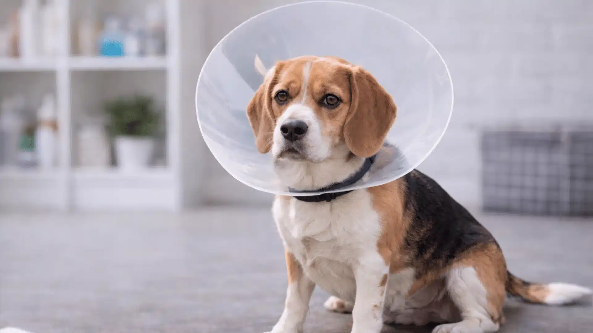 Beagle dog wearing cone collar sitting indoors after surgery in a clean veterinary clinic setting
