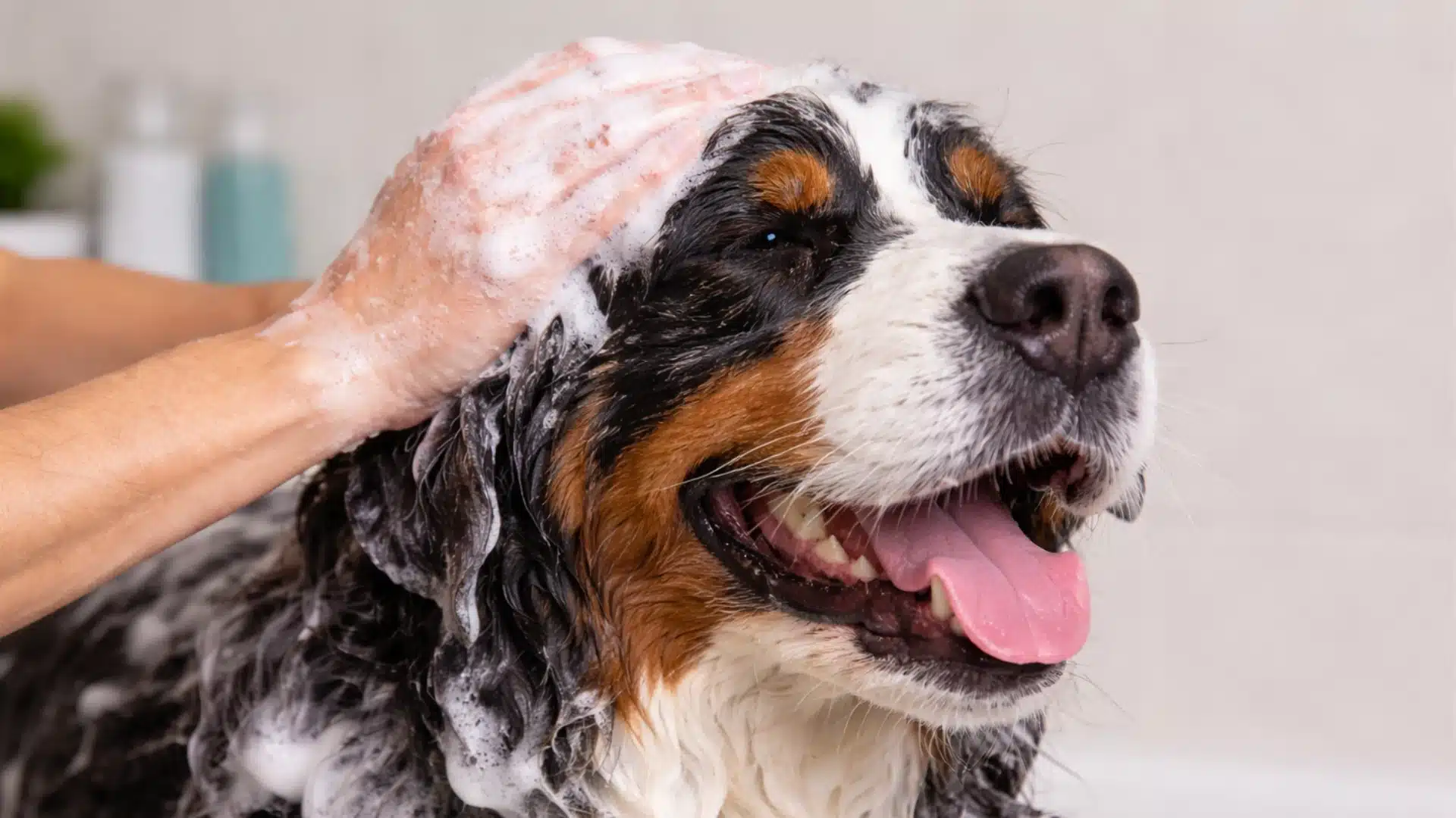 Bernese Mountain Dog getting a bath with soapy lather, eyes relaxed while being gently washed during a calm dog bath routine at home