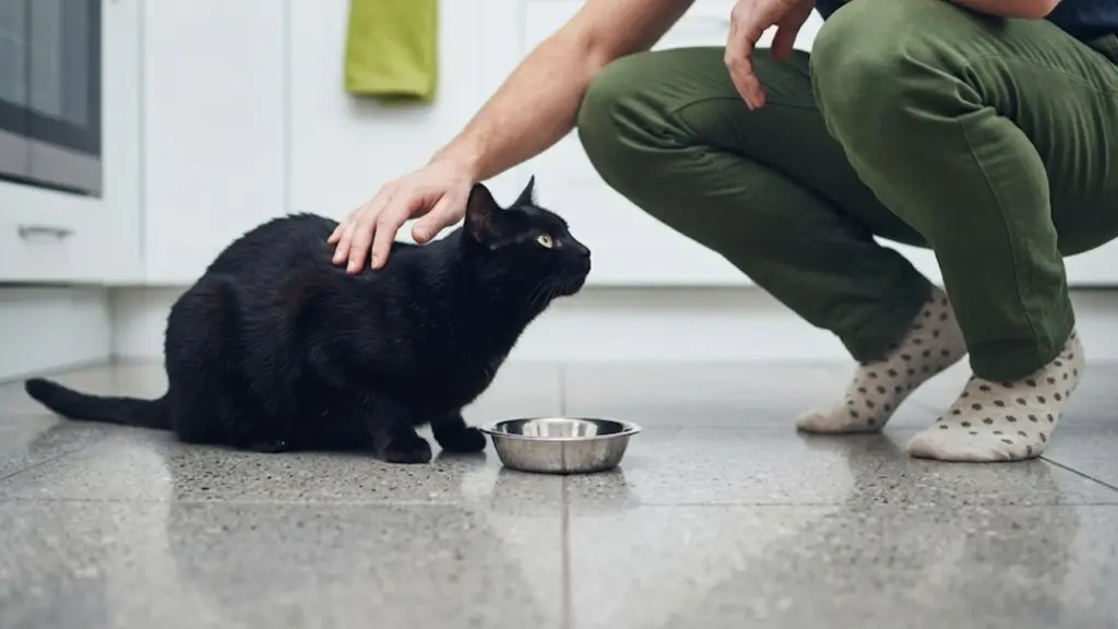 Black cat eating from a bowl while owner gently pets it in a kitchen, showing daily feeding routine and care