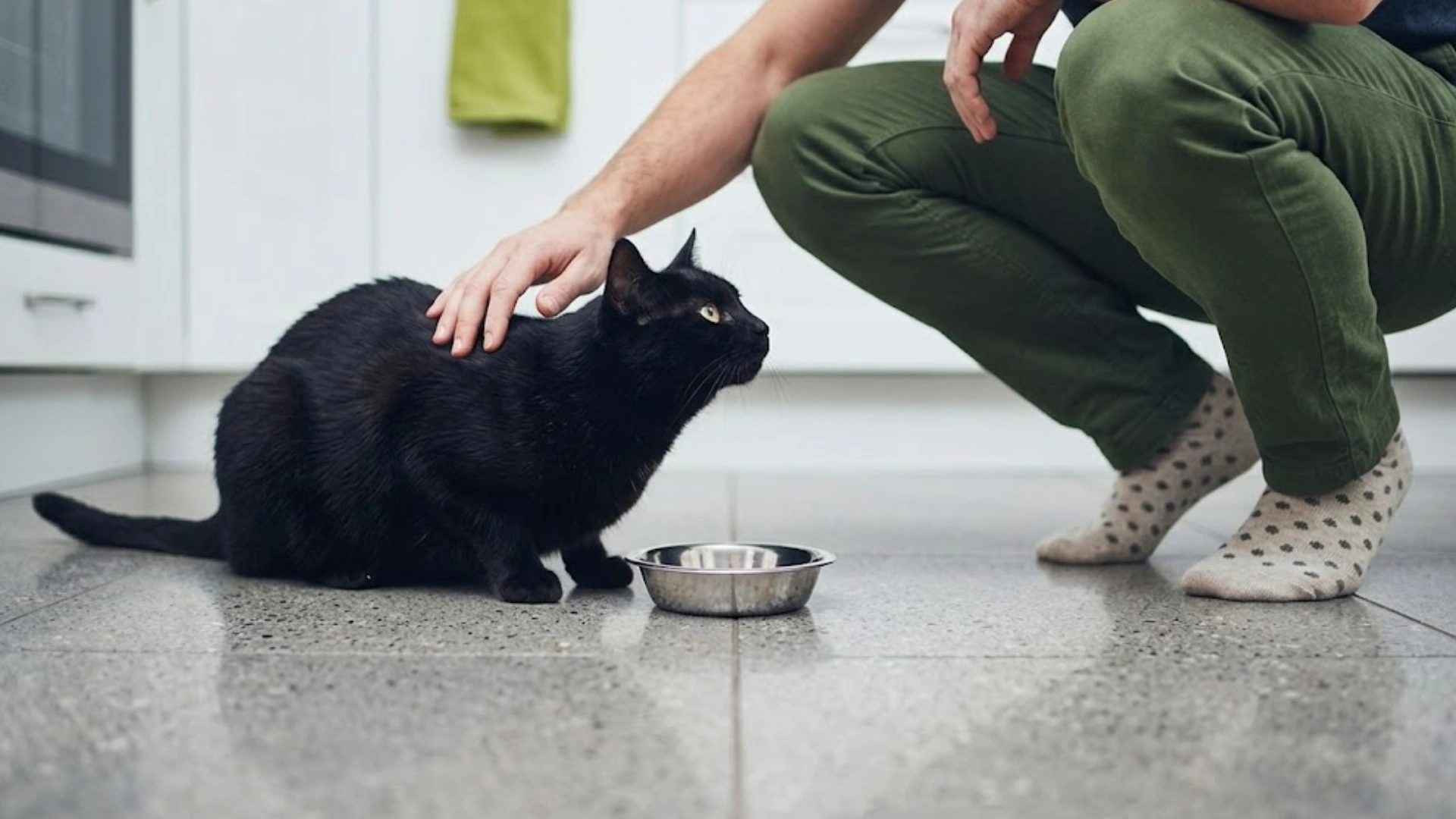 Black cat eating from a bowl while owner gently pets it in a kitchen, showing daily feeding routine and care