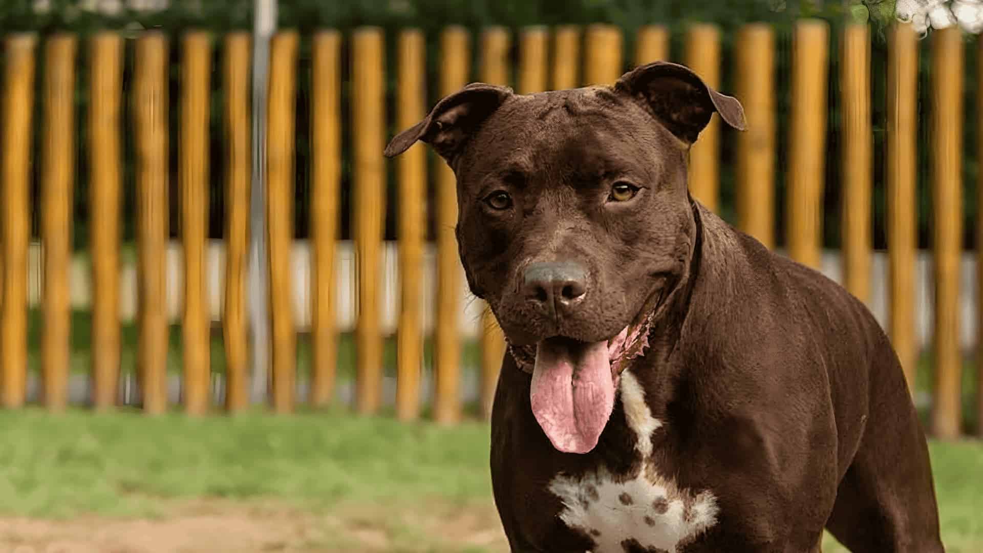 Brown and white pitbull dog panting on grass