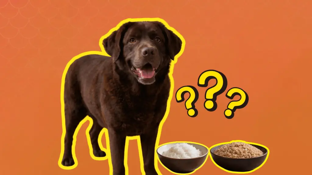 Brown dog looking at two bowls rice with question marks on a red background, suggesting if dogs can eat rice