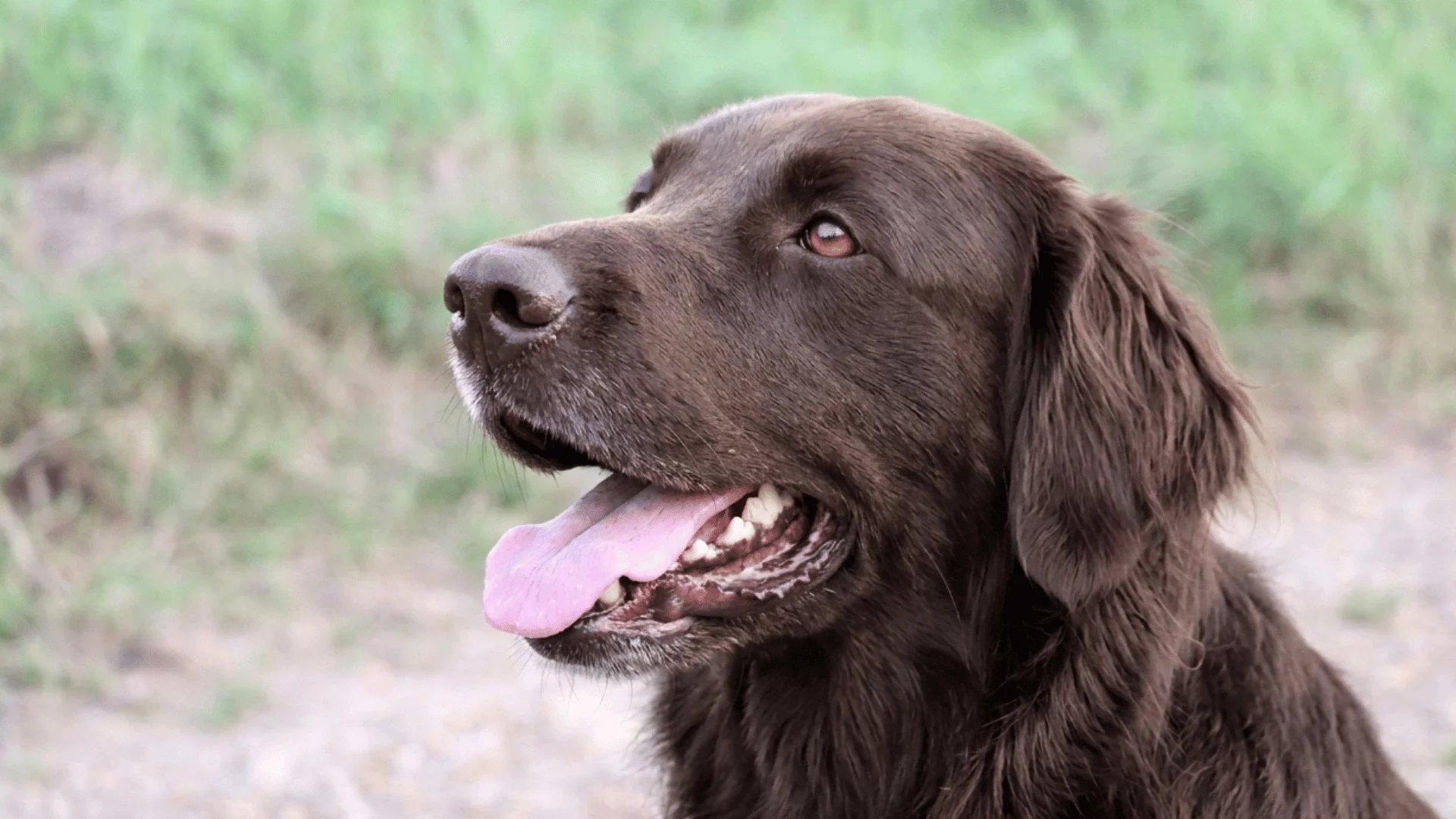 Brown dog panting outdoors with tongue out, showing heavy breathing in a natural environment