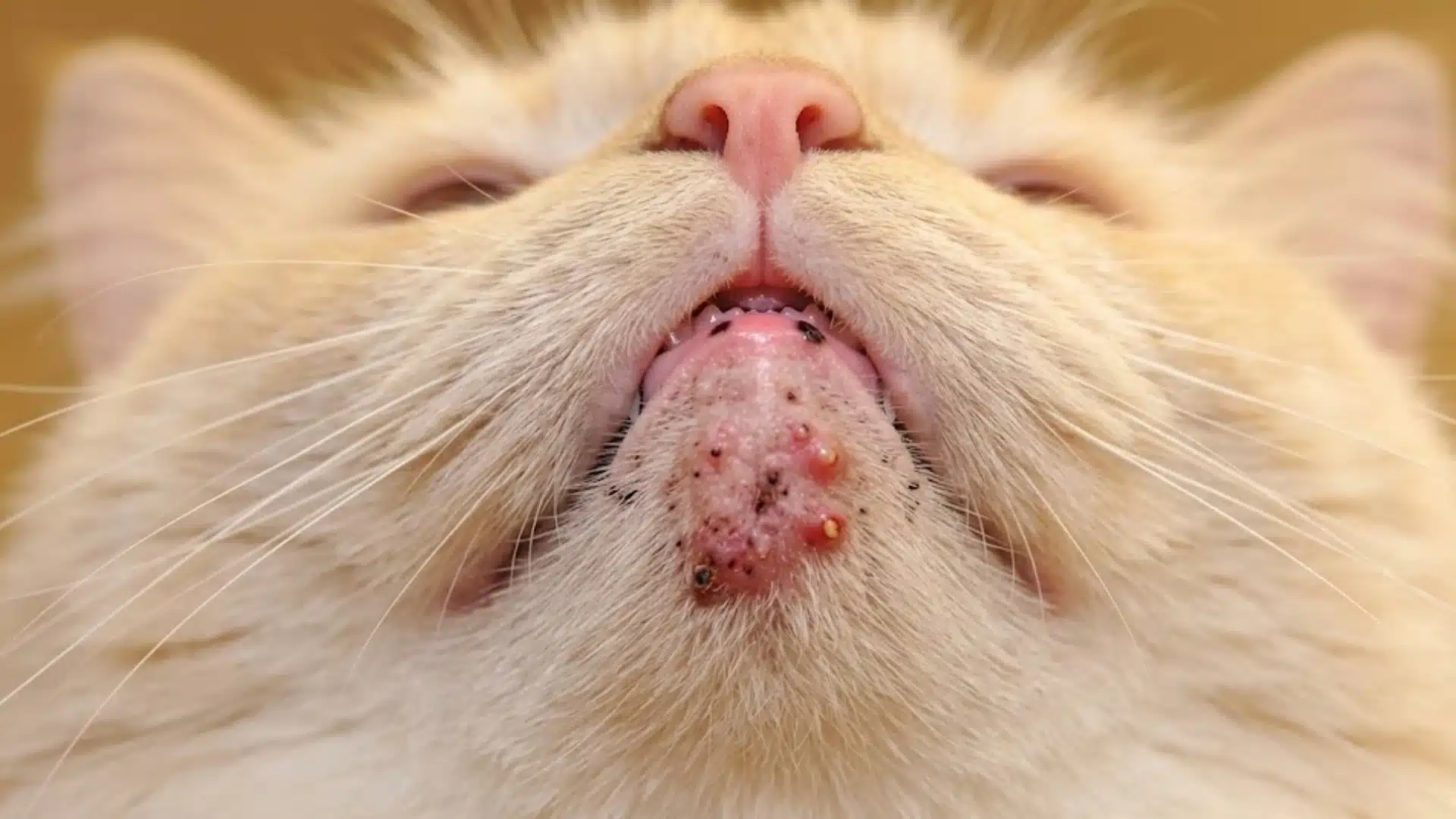 Cat chin acne with blackheads, redness, and pus-filled bumps on lower lip and chin area