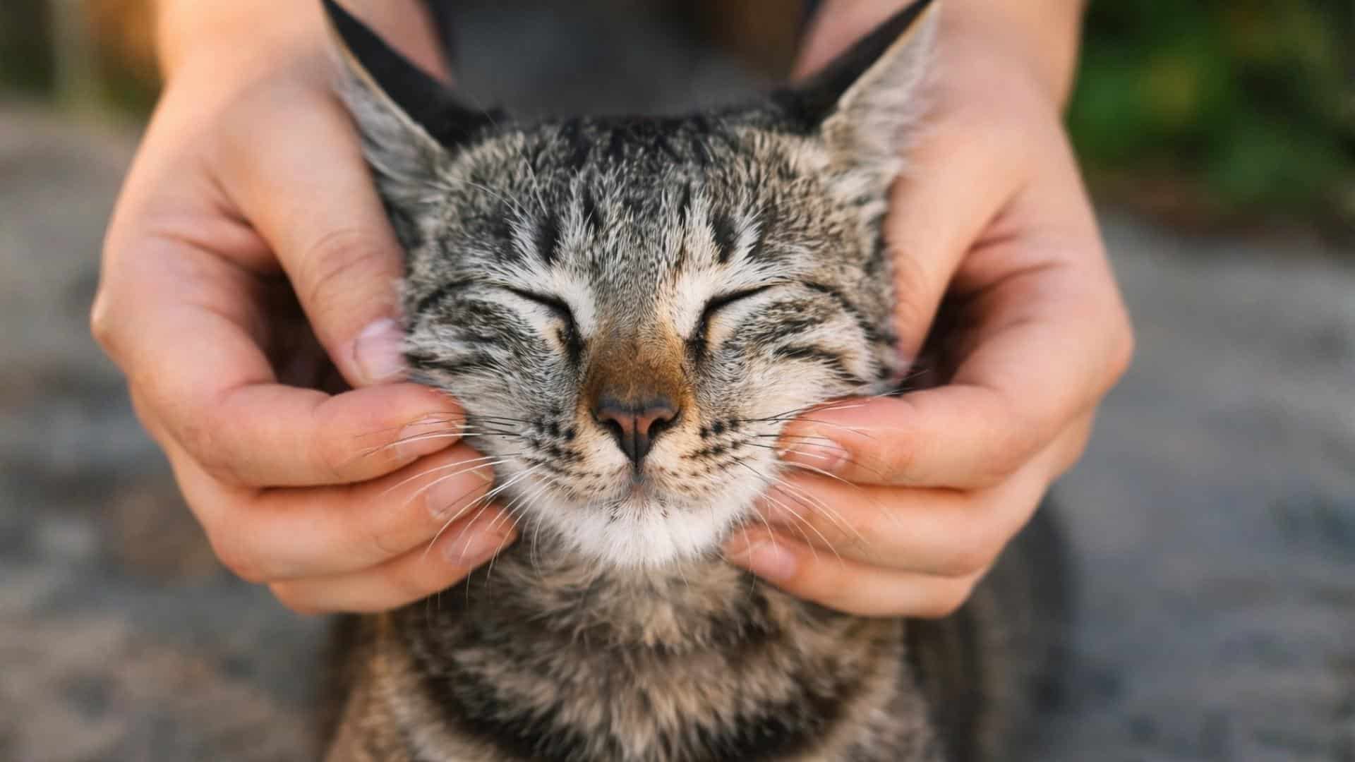 cat receiving breathing care treatment from a person