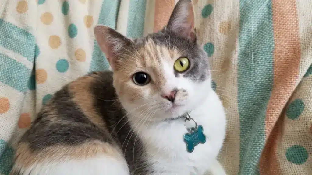 Cat with anisocoria resting on a blanket, showing one dilated pupil and one normal pupil clearly visible