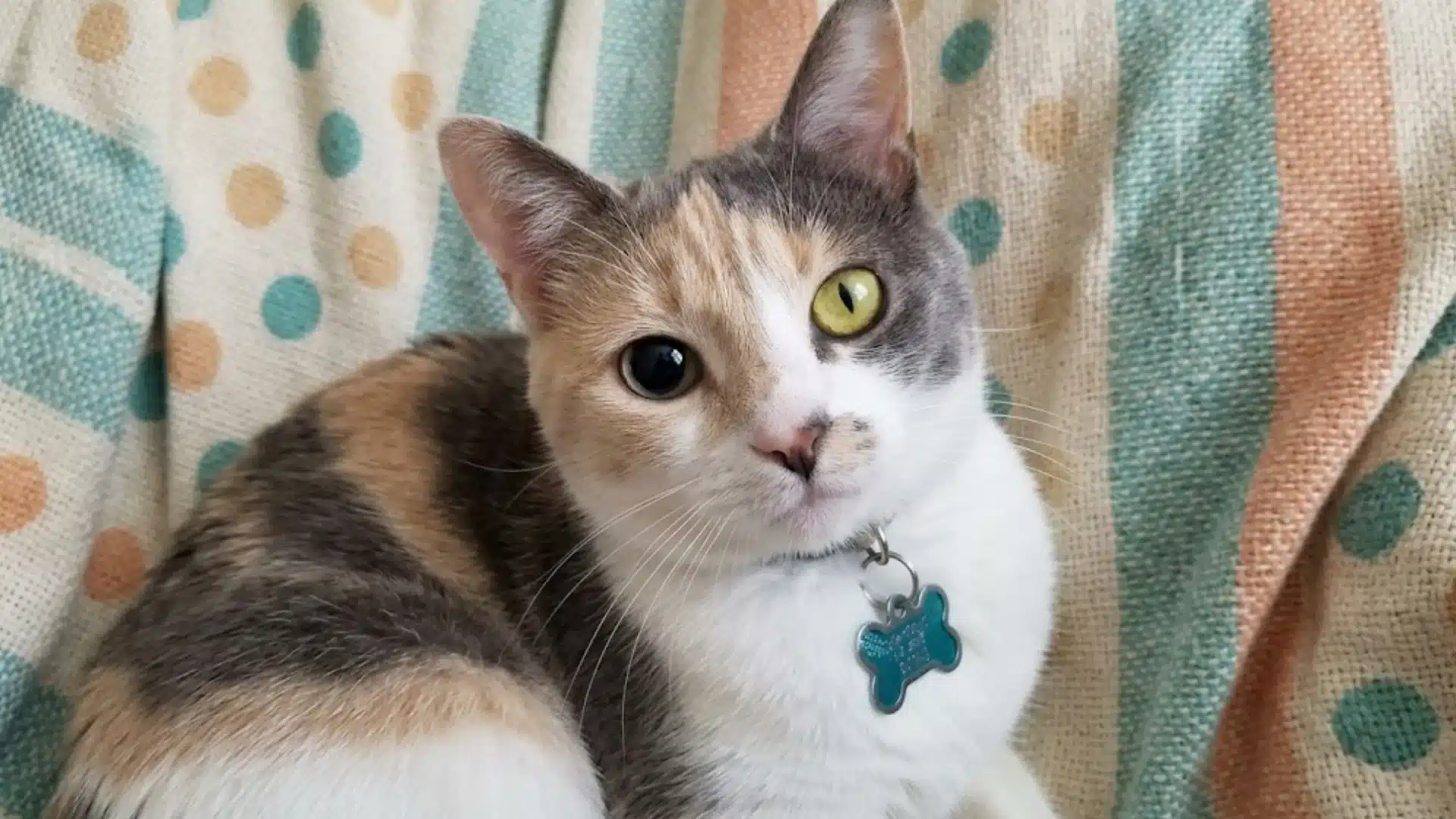 Cat with anisocoria resting on a blanket, showing one dilated pupil and one normal pupil clearly visible