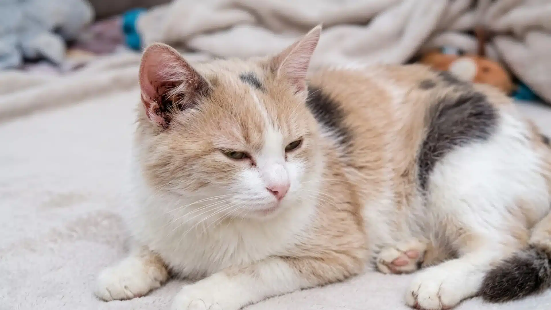 Cat with ear discharge and crusting, showing possible ear infection or related skin condition