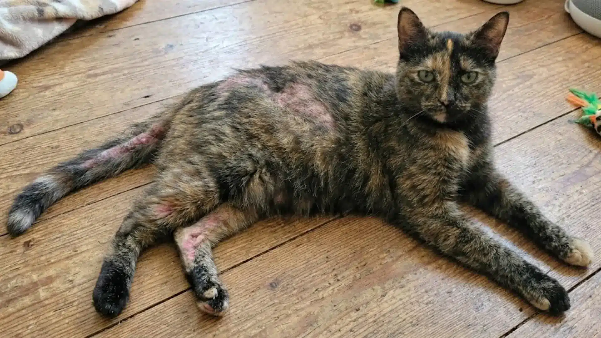Cat with patchy hair loss and red inflamed skin lying on wooden floor, showing possible skin condition